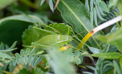 Isophya altaica