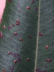 Phyllocoptes metrosideri