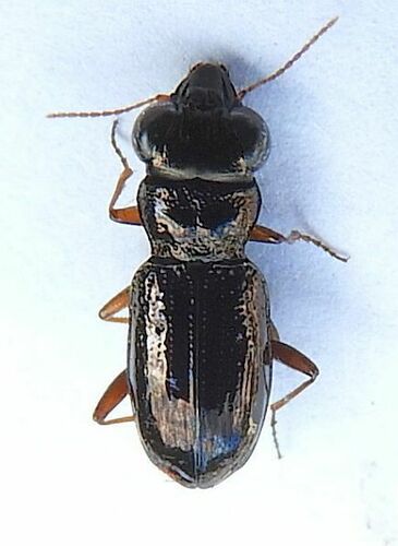 Brassy Big-eyed Beetle photo 5