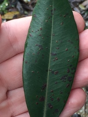 Phyllocoptes metrosideri