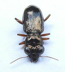 Notiophilus aeneus