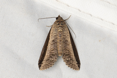Lophoptera squammigera