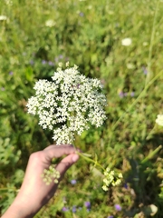 Pimpinella saxifraga