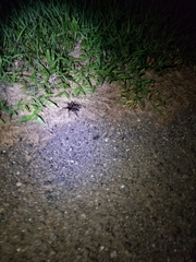 Cyrtopholis portoricae