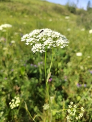 Pimpinella saxifraga