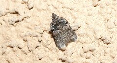 Satole ligniperdalis