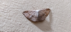 Lepidoptera