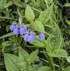 Mertensia paniculata paniculata