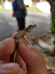 Anolis stratulus