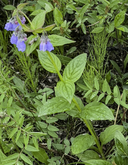 Mertensia paniculata paniculata