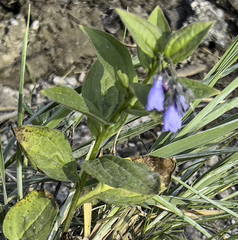 Mertensia paniculata paniculata