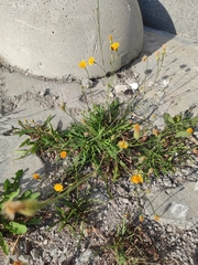 Scorzoneroides autumnalis