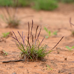 Tripogonella loliiformis
