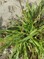 Scorzoneroides autumnalis