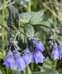 Mertensia paniculata paniculata