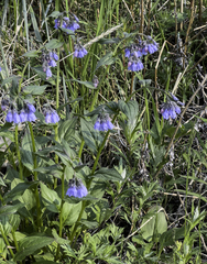 Mertensia paniculata paniculata