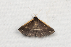 Adrapsa ablualis