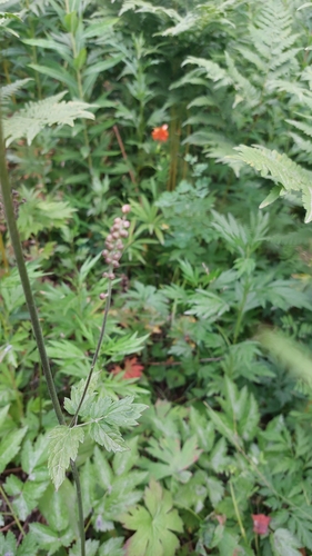 Image of Actaea simplex by (c) Lena Perova, some rights reserved (CC BY)