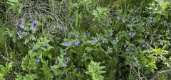 Mertensia paniculata paniculata
