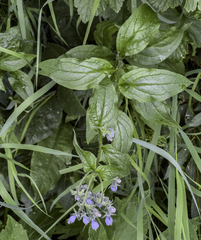 Mertensia paniculata paniculata