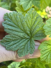 Ribes acerifolium