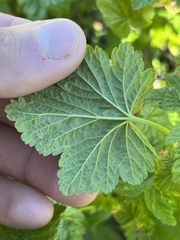 Ribes acerifolium