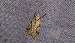 Lophocampa mixta