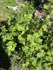 Ribes acerifolium