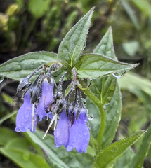 Mertensia paniculata paniculata