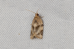 Neocalyptis affinisana
