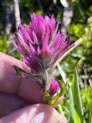 Castilleja parviflora olympica