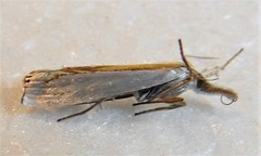 Crambus girardellus