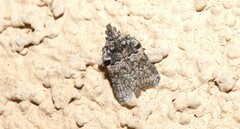 Satole ligniperdalis