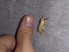 Lophocampa mixta