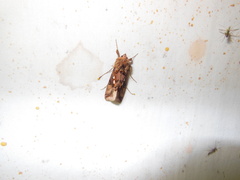 Autographa bimaculata