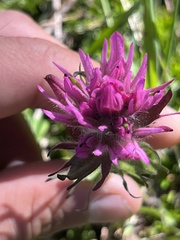 Castilleja parviflora olympica