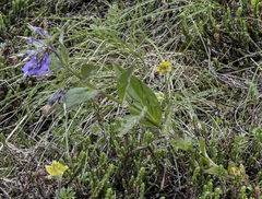 Mertensia paniculata paniculata