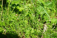 Cruciata glabra krylovii
