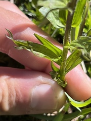Castilleja parviflora olympica