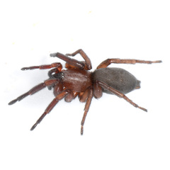 Nodocion rufithoracicus