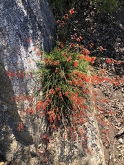 Penstemon rostriflorus