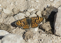Melitaea pseudornata