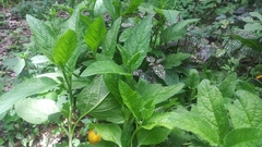 Lepechinia caulescens