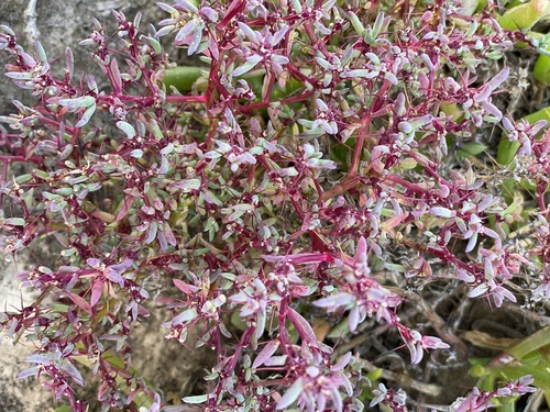 Sclerolaena intricata, 2022-07-12