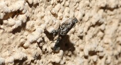 Satole ligniperdalis