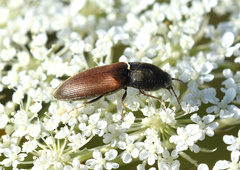 Agriotes ustulatus