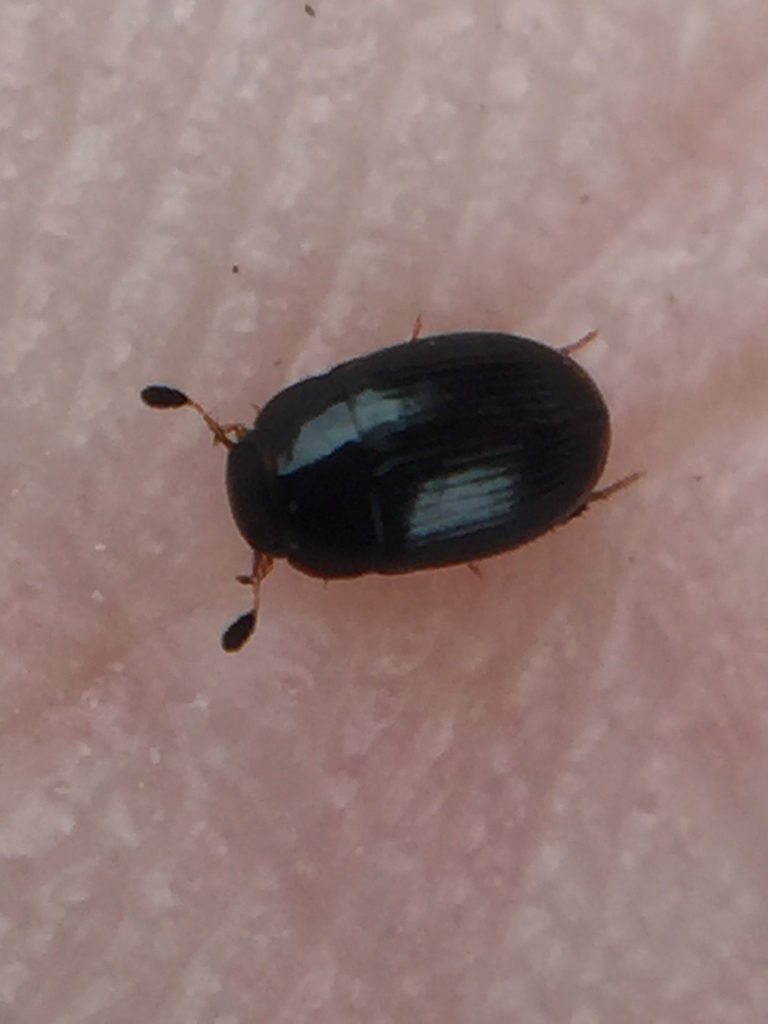 Cercyon depressus