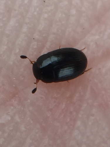 Cercyon depressus