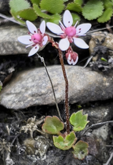 Micranthes nudicaulis