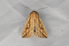 Mythimna decisissima